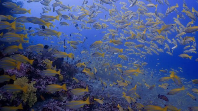2022 November - Maldives : Shoal of Yellow Snappers 1 - Scuba Diving - 8k 422 10Bits 24p