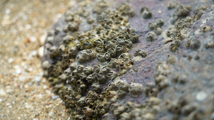 Burmeister|Cirripedia|Balanus|藤壺|马牙