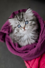 Katzenbaby, silver tabby Britisch Langhaar Kätzchen auf Sofa, Viva Magenta,