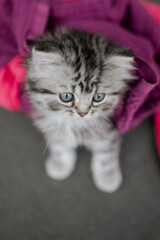 Katzenbaby, silver tabby Britisch Langhaar Kätzchen auf Sofa, Viva Magenta,