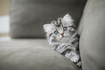 graues Katzenkind auf Sofa, kleine Katze