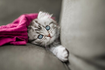 Katzenbaby auf Sofa, niedlich, mangenta