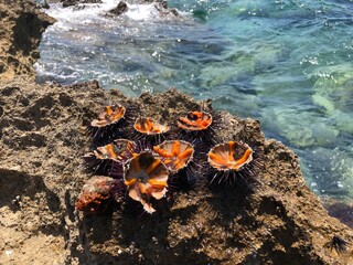sea ​​urchins