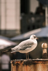 close up of a seagull