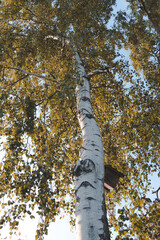 birch in autumn