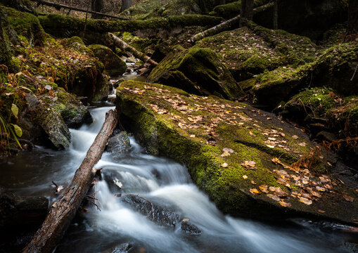 creek flowing in a in an old-growth forests in the autumn