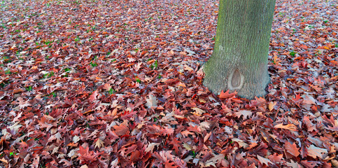 Multitude of leaves on the ground, red colored, in an urban park in Milan, Italy. Wooden trunk on the right. With copy-space.