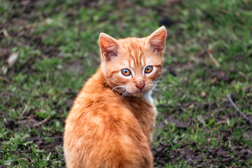 Naklejka na ściany i meble Cute ginger kitten with yellow eyes outdoor scene in a farm