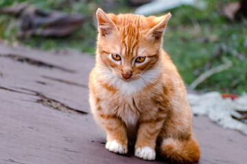 Cute ginger kitten with yellow eyes outdoor scene in a farm