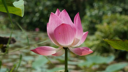 Obraz premium Lotus Flower | Nelumbo nucifera | Lotus Blossom at green lake|蓮花|荷花|水芙蓉 「Lotus Flower」は、日本語で「ハスの花」または「蓮の花」と呼ばれる、美しい水生植物の一つです。