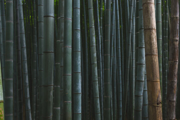 Bamboo Texture Background Landscape