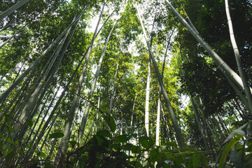 Naklejka premium Bamboo Texture Background Landscape