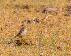 Portrait of a Yellow wagtail