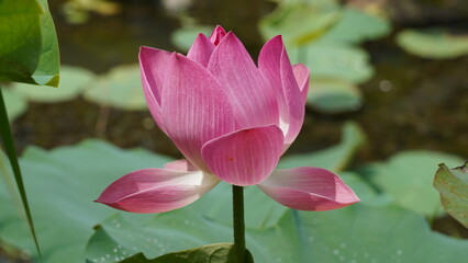 Lotus Flower | Nelumbo nucifera | lotus blossom at green lake|蓮花|荷花|水芙蓉