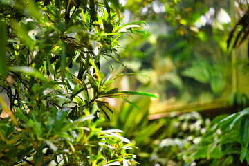 close up of green leaves  nature landscape