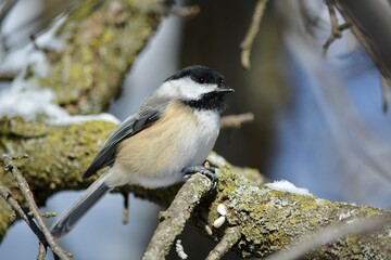 Chickadee