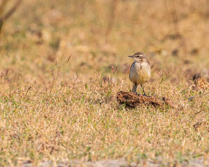 A yellow Wagtail resting