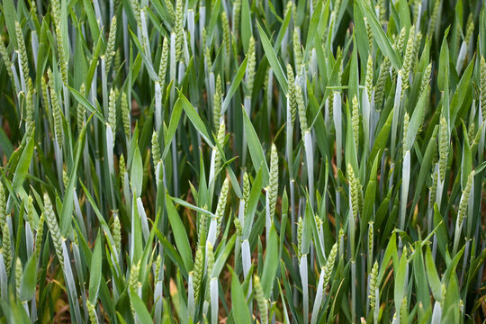 Young wheat (triticum aestivum) sprouting in field near the village of Hambledon, Hampshire, UK