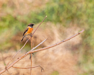 A Stone Chat resting