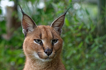 Caracal