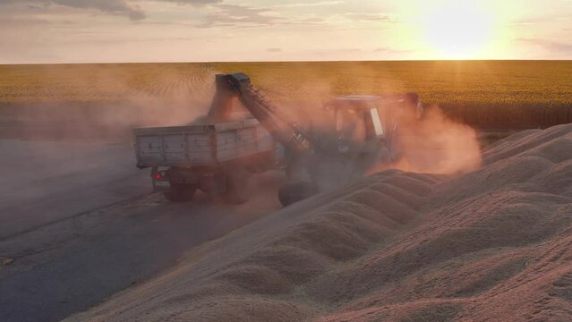 Volga region, harvest season. A mountain of wheat on the site of the threshing floor. Aerial view.