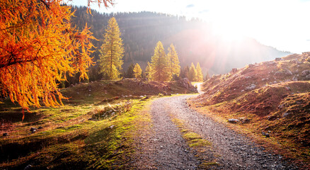 Wonderful Nature landscape. Scenic image of fairy-tale woodland in sunlit. Autumn forest nature. View on rock road through alpine highland under sunlight. Amazing nature background.