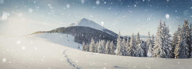 Breathtaking Winter Landscape. Sunlight sparkling in the snow. Christmas Scene with Falling snow....