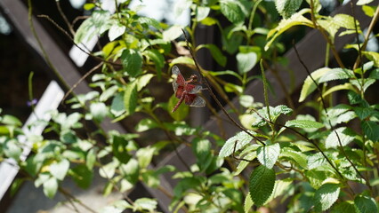 Red Grasshawk|Common ParasolDragonfly|Neurothemis fluctuans|紅脈蝶蜻蛉