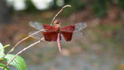 Red Grasshawk|Common ParasolDragonfly|Neurothemis fluctuans|紅脈蝶蜻蛉