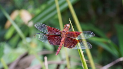 Red Grasshawk|Common ParasolDragonfly|Neurothemis fluctuans|紅脈蝶蜻蛉
