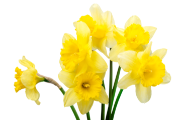 The spring cute yellow daffodils