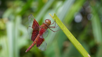 Red Grasshawk|Common ParasolDragonfly|Neurothemis fluctuans|紅脈蝶蜻蛉