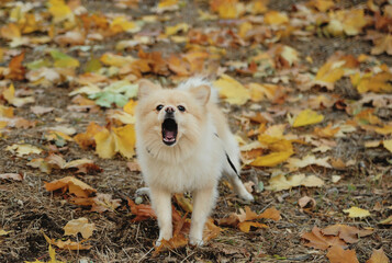 little dog, pomeranian spitz in the autumn park