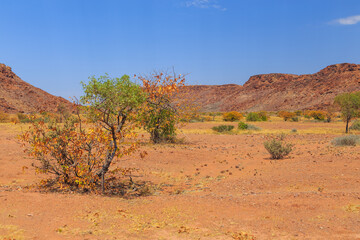 Fototapeta na wymiar Namibian landscape Damaraland, homelands in South West Africa, Namibia.
