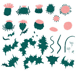 Seth thistle flowers plants