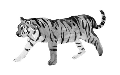 White Tiger walking with blue eyes isolated on white background. In front. Watercolor. Illustration. Template. Hand drawing.