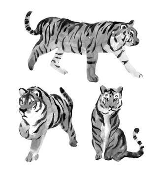 Set of Tigers. Isolated on a white background. Watercolor. Illustration. Hand drawn. Clip art. Template.