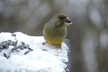 A portrait of a male greenfinch standing in snow and eating sunflower seeds, blurred background