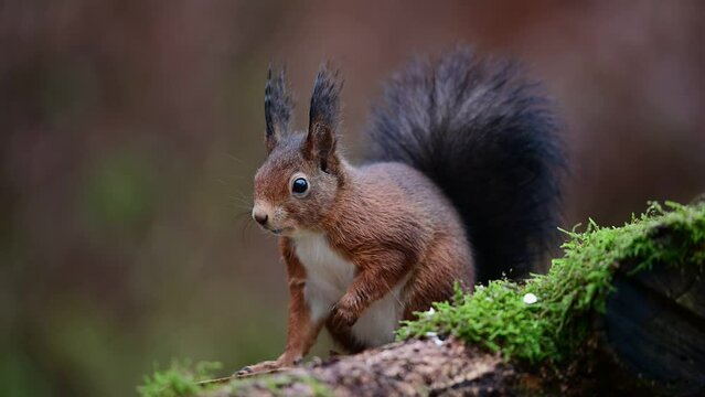 Red squirrel looking for food on dead wood  and looking attentively,  european red squirrel, december, north rhine westphalia, (sciurus vulgaris), germany