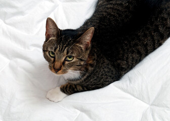 Grey and white tabby cat on a bed