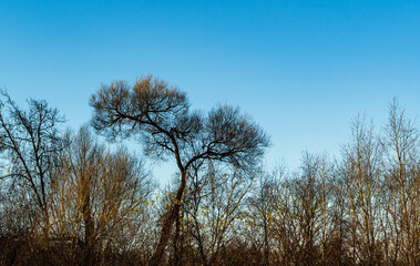 Tree against blue skies. Morning light. natural background