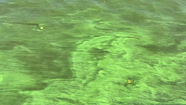River algae blooms in flowing green water.