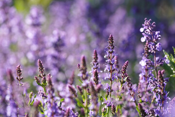 Obraz premium Blooming catnip flowers in the field (Nepeta cataria).