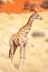 Obraz na płótnie Canvas A young giraffe in the Kalahari desert. Namibia. Africa . A trip to Africa.African safari