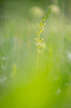 green twayblade orchid (listera ovata) captured in close-up detail on a blooming meadow with green bokeh in white carpatians
