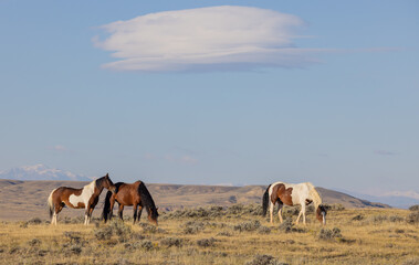 Fototapeta premium Wild Horses in the Wyoming Desert in Autumn