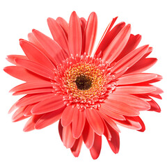 Red flower gerbera in PNG isolated on transparent background - obrazy, fototapety, plakaty