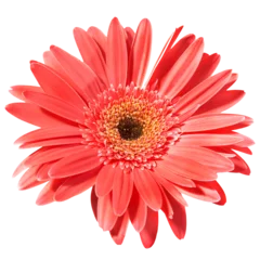 Foto op Canvas Red flower gerbera in PNG isolated on transparent background © Pavlo Vakhrushev