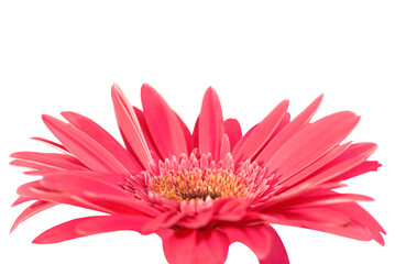 Red flower gerbera in PNG isolated on transparent background