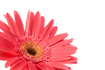 Red flower gerbera in PNG isolated on transparent background
